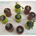 Mes petits pots de plantes grasses