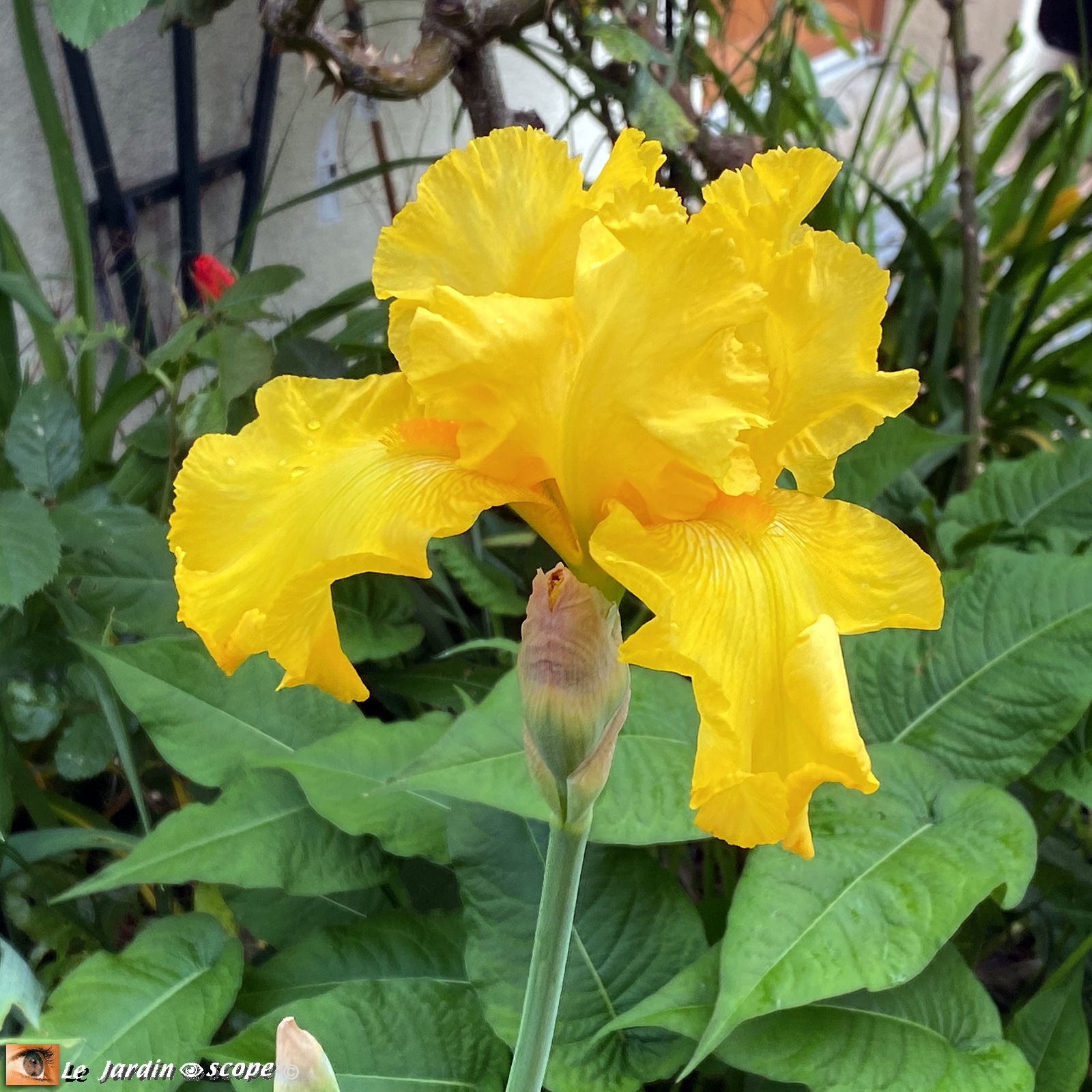 Iris Temple Gold