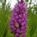 Orchis pyramidal et son escargot!!! (Tancarville 76)