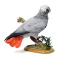 Indian Ringnecked Parrot, Blue Fronted Parrot, African Grey Parrot & Senegal Parrot