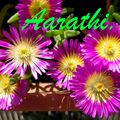 Delosperma Wheels of Wonder 