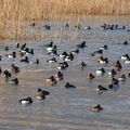 Groupe de Canards divers:Fuligules:Milouin,Morillon