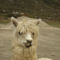 Huaraz, Les Cordillères, Humacchuco