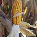 L'Allemagne renvoie le maïs OGM hors de l'U E