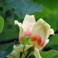 Notre tulipier de Virginie