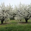 Cerisiers blancs et pommiers roses