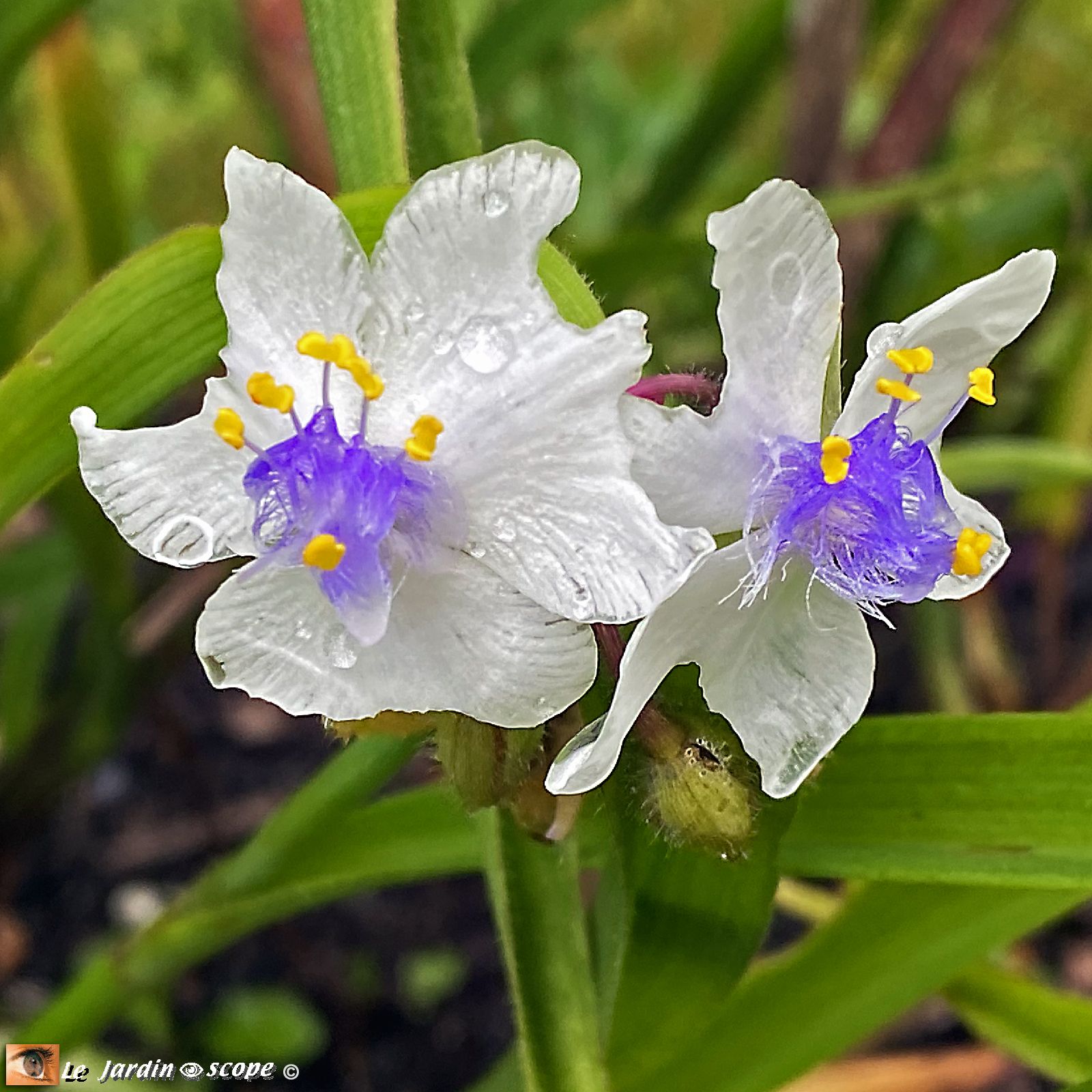 Tradescantia virginiana