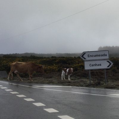 Madère / forêt de Fanal