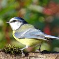 Mésange Bleue 