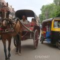 Voyage en INDE (Rajasthan) : LES ANIMAUX
