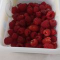 Nos premières framboises