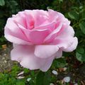 La rose Coté jardin