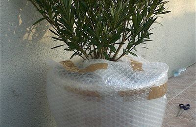 Protection hivernale pour arbuste à rusticité limitée.
