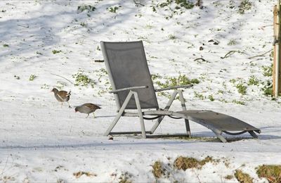 Poules de neige ...