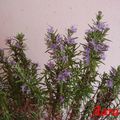 Romarin /Rosemary