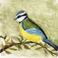 Mes oiseaux