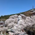 Erebos Tour 2023 - 34 : Du Tsubosaka-dera au Kashihara-jingū