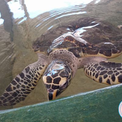 Voir des tortues de mer au Sri lanka