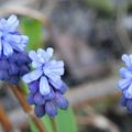 Muscari latifolium