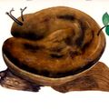 170-175 ファ－ブルのサルノコシカケ Polypores de J.-H. Fabre (2)