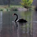 Cygne noir