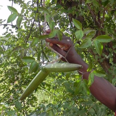 Strophanthus sarmentosus