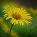 Au jardin scéance photo avec mes fleurs jaunes