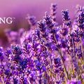 Pourquoi choisir Young Living ?