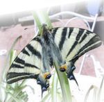 Papillon Maje