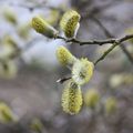 Premiers chatons du printemps, mais quel arbre ??????