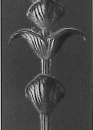 Karl Blossfeldt, Salbei, Stengelspitze
