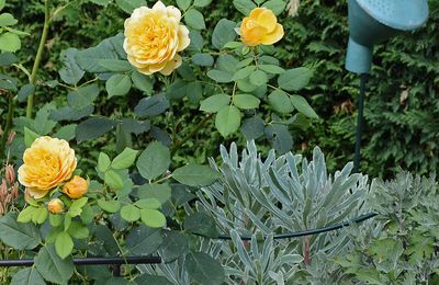 Florilège en photos de mon jardin au mois de juillet