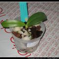 Phalaenopsis cornu-cervi n°2