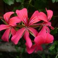 LE BOUQUET DU VENDREDI...