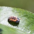 Larves de coccinelles, cannibalisme, ...