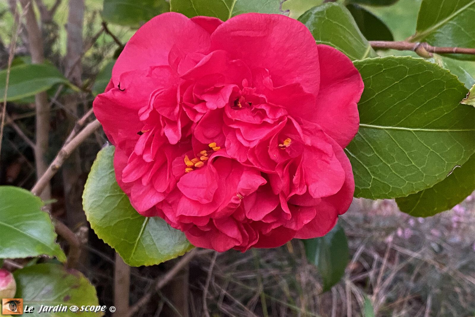 Camélia Japonica