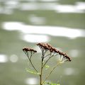 Rêverie au bord de l'eau