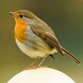 LES OISEAUX DU JARDIN 