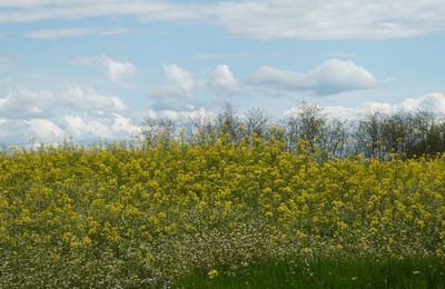 LE CHAMP DE COLZA...