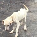 OLINA, chienne squelettique cou blessé par des chaînes trop serrées jetée sur une plage de Sud Basse Terre