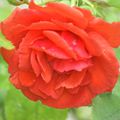 La rose rouge du jour