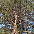 Le vieil arbre et l’oiseau blanc