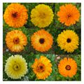 Calendulas - Kat