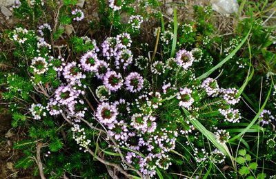 Erica carnea