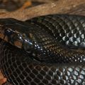 ETATS-UNIS - Reproduction du Serpent indigo en Alabama, une première depuis 1954