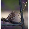 Moineau des villes - par JF