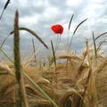 Fleurs sauvages