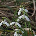 Le printemps est arrivé la belle saison (MF)
