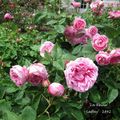 'La Reine', une rose parfumée obtenue par Laffay en 1842...