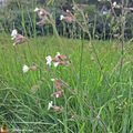 Des fleurettes aériennes dans les prairies